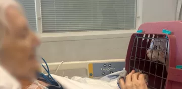 visite chat réanimation