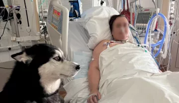 visite chien réanimation