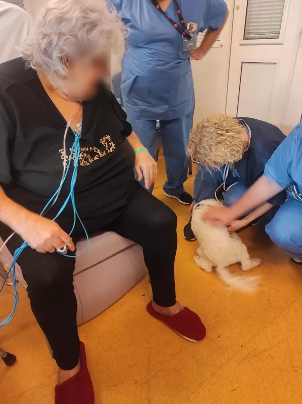 visite patiente animal de compagnie chien
