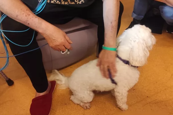 accueil chien réanimation